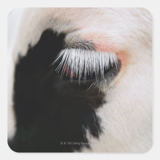 Holsteinse koe, oog dicht vierkante sticker (Voorkant)