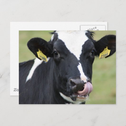 Holstekoe Briefkaart (Voorkant / Achterkant)