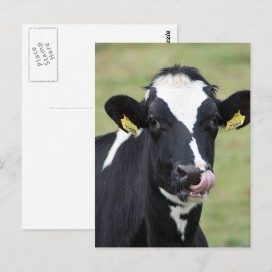 Holstekoe Briefkaart (Voorkant / Achterkant)