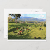 Holstien friesische koe kudde weide weide weide briefkaart (Voorkant / Achterkant)