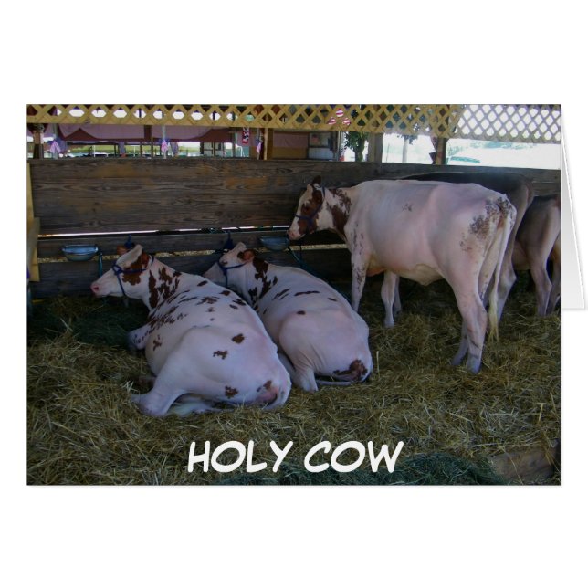 HOLY COW U VERTOONDE NET 50 (Voorkant Horizontaal)