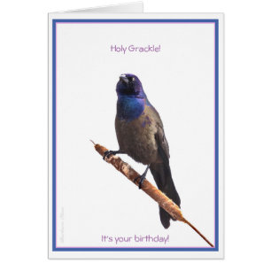 Holy Grackle. It's your Birthday: