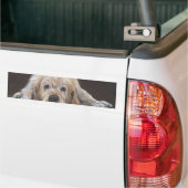 Home Alone Golden Retriever Bumpersticker (Op Truck)