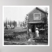 Home Cats Fairbanks Alaska 1916 Poster (Voorkant)