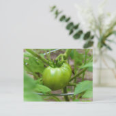 Home Groene Tomaten Post Card Briefkaart (Staand voorkant)