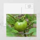 Home Groene Tomaten Post Card Briefkaart (Voorkant / Achterkant)