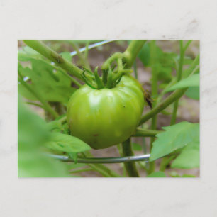 Home Groene Tomaten Post Card Briefkaart