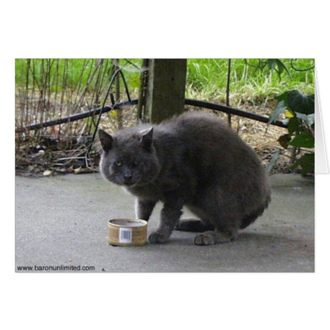 Homeless Tom Cat (Voorkant Horizontaal)