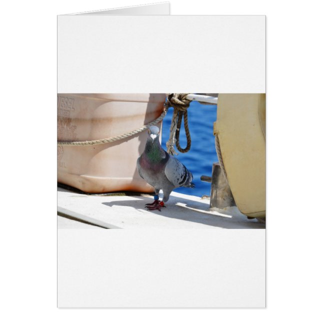 Homepduif (Voorkant)