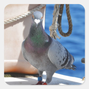 Homepduif Vierkante Sticker