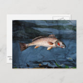 Homer - Channel Bass, Florida Briefkaart (Voorkant / Achterkant)