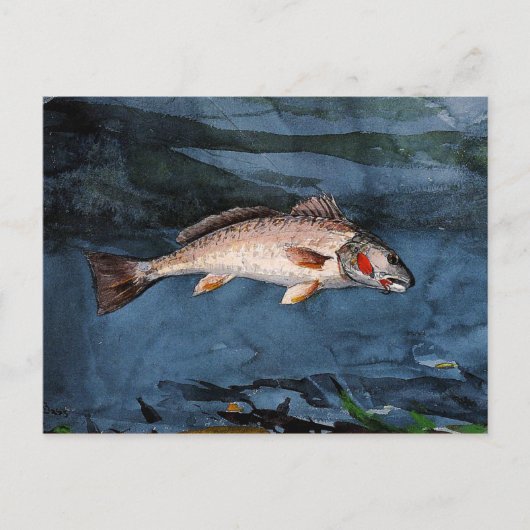 Homer - Channel Bass, Florida Briefkaart (Voorkant)