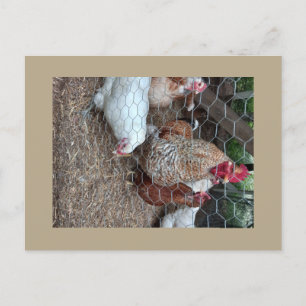 Homestead kippen schattig briefkaart