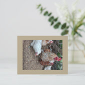 Homestead kippen schattig briefkaart (Staand voorkant)