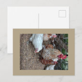 Homestead kippen schattig briefkaart (Voorkant / Achterkant)