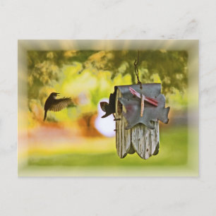 Homeward Bond Briefkaart