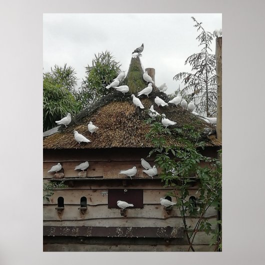 Homing pigeons in their house. poster (Voorkant)