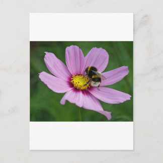 hommel briefkaart
