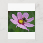 hommel briefkaart (Voorkant)