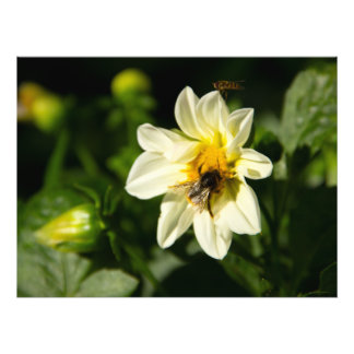 Hommel en witte dahlia foto afdruk