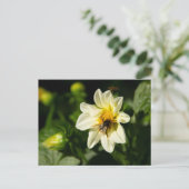 Hommel en witte dahlia foto briefkaart (Staand voorkant)
