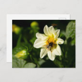Hommel en witte dahlia foto briefkaart (Voorkant / Achterkant)