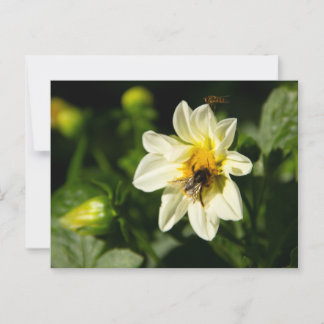Hommel en witte dahlia foto briefkaart