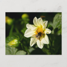 Hommel en witte dahlia foto briefkaart