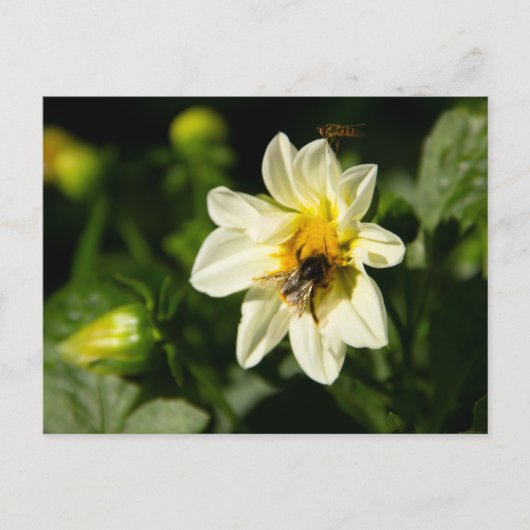 Hommel en witte dahlia foto briefkaart (Voorkant)