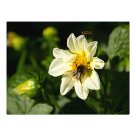 Hommel en witte dahlia foto foto afdruk