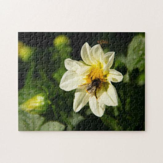Hommel en witte dahlia foto legpuzzel (Horizontaal)