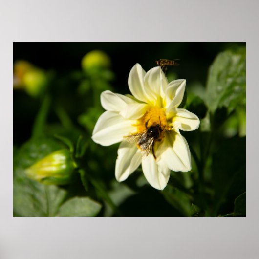 Hommel en witte dahlia foto poster (Voorkant)