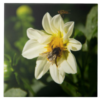 Hommel en witte dahlia foto tegeltje