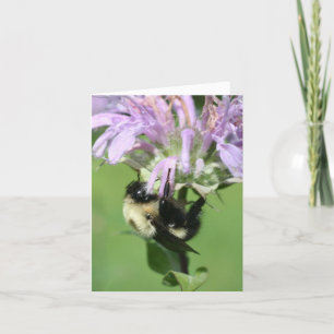 Hommel Op Bijenbalsem Bloem Fotografie Notitie Kaart