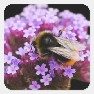 Hommel op Verbena Sticker