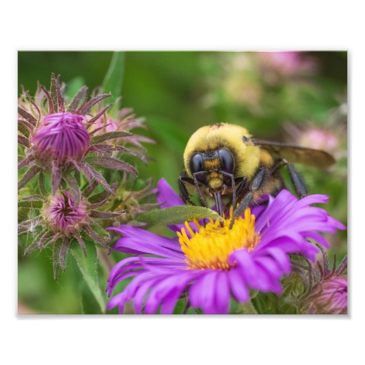 Hommel verzamelt nectar van Aster Flower Foto Afdruk (Voorkant)