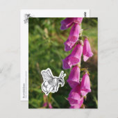 Hommels Briefkaart (Voorkant / Achterkant)