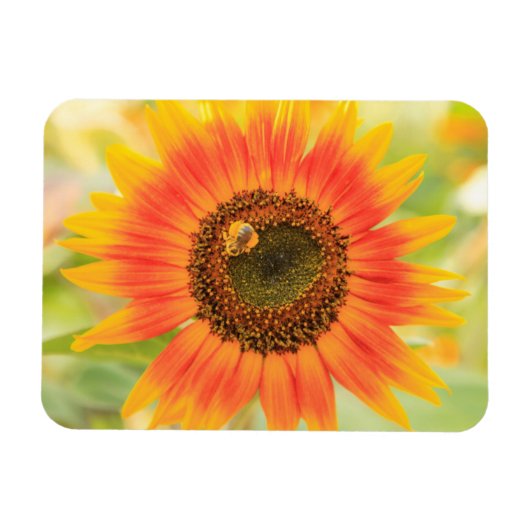 Hommels op zonnebloem, Gemeentetuin Magneet (Horizontaal)