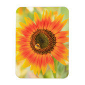 Hommels op zonnebloem, Gemeentetuin Magneet (Verticaal)
