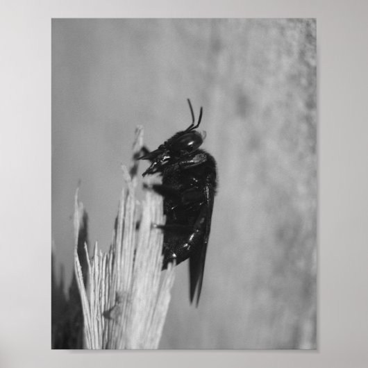 Hommels Poster (Voorkant)