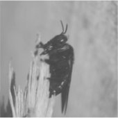 Hommels Sticker (Voorkant)