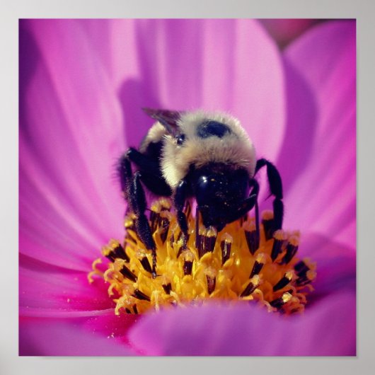 Hommeltje Op Cosmos Bloem Poster (Voorkant)