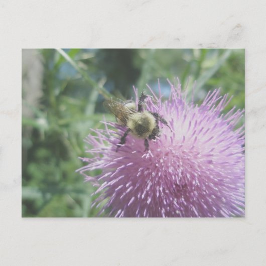 Hommeltje op Distel Ansichtkaart Briefkaart (Voorkant)