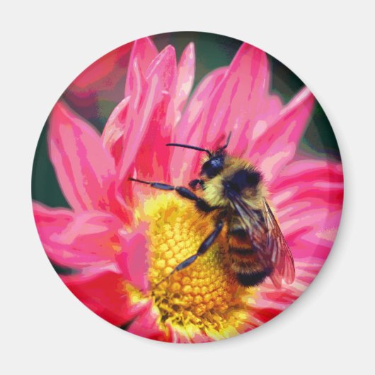 Hommeltje Op Roze Margriet Bloem Kunst  Magneet (Voorkant)
