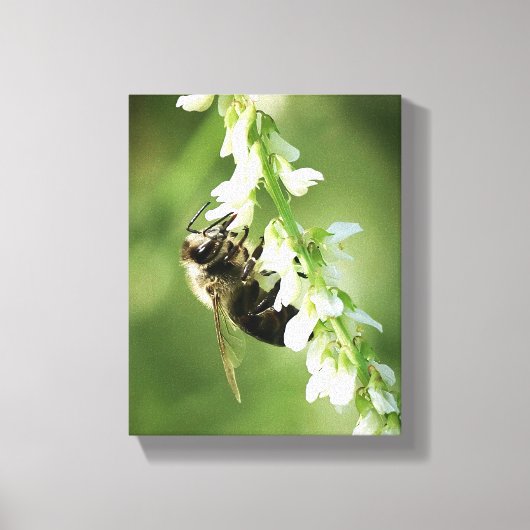 Hommeltje op witte bloem canvas afdruk (Voorkant)