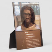 Homo erectus; museumtentoonstelling fotoplaat (Zijkant)