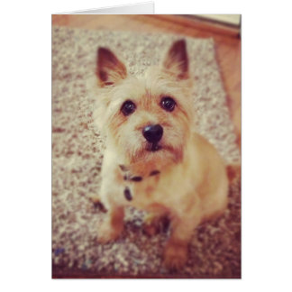 Hond