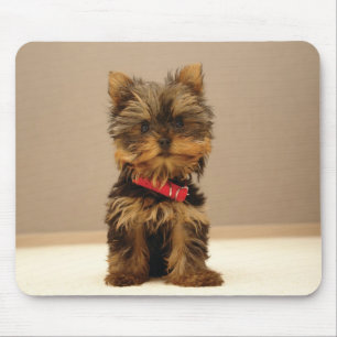 hond1 muismat