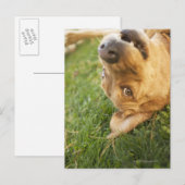 Hond aan de achterkant briefkaart (Voorkant / Achterkant)