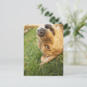 Hond aan de achterkant briefkaart (Staand voorkant)